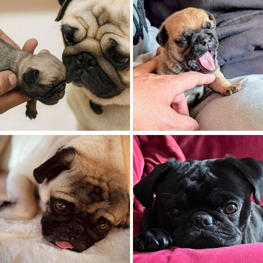 Mops Luise